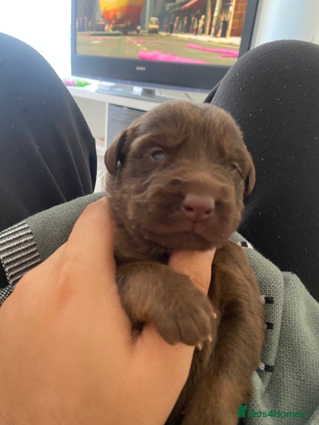 Mixed Breed dogs for sale: Beautiful Family-Raised Sheprador Puppies - Image 20