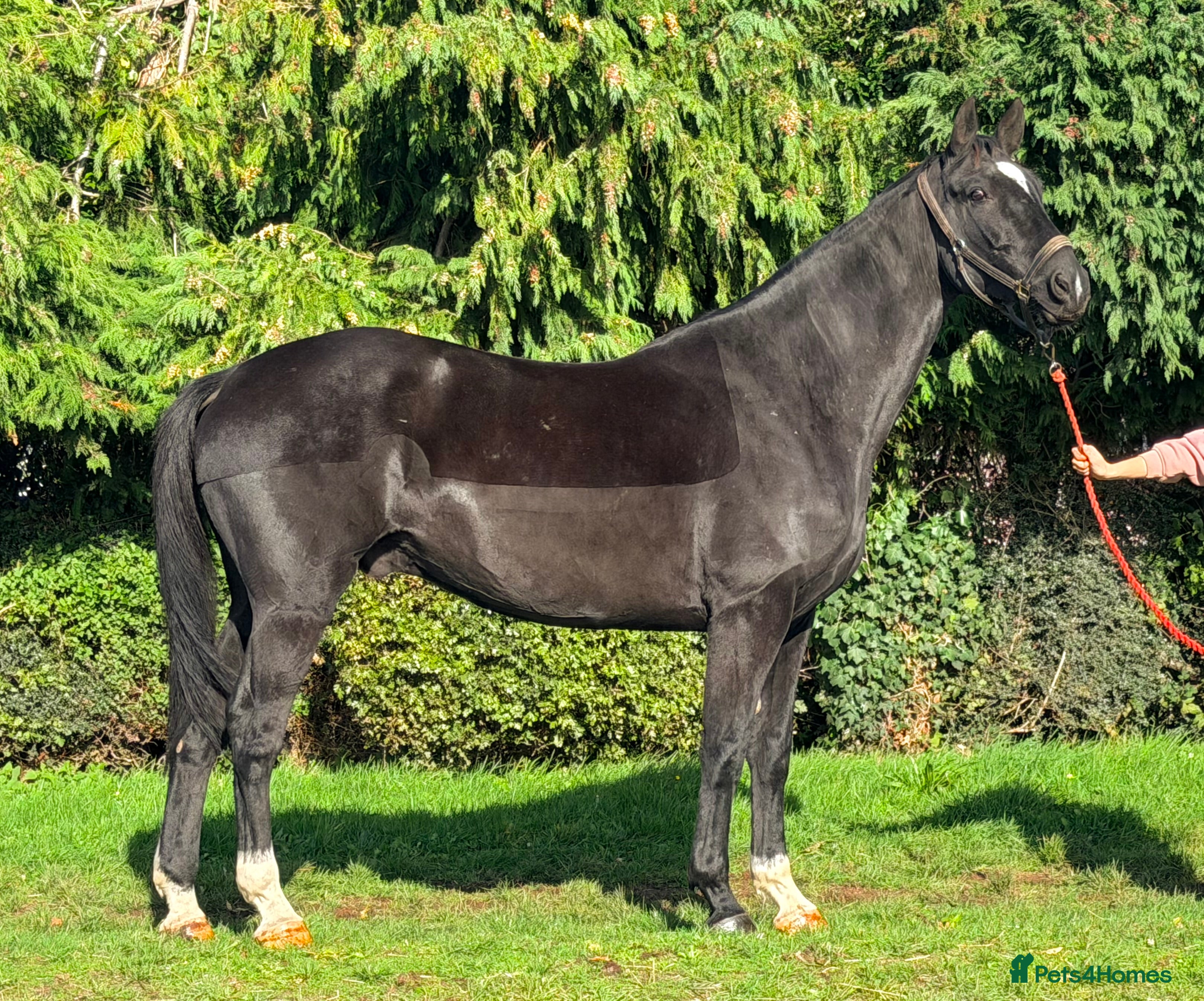 Irish Sports horses Stunning Irish Gelding  - Advert 3