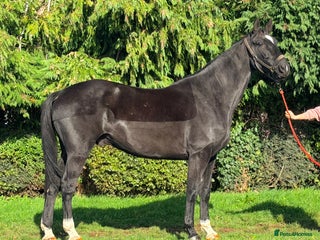 Irish Sports horses Stunning Irish Gelding - Advert 1