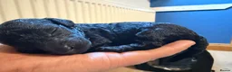 Cockapoo dogs for sale: Stunning Black & Brown Cockapoo Puppies! 🐾 - Advert 17