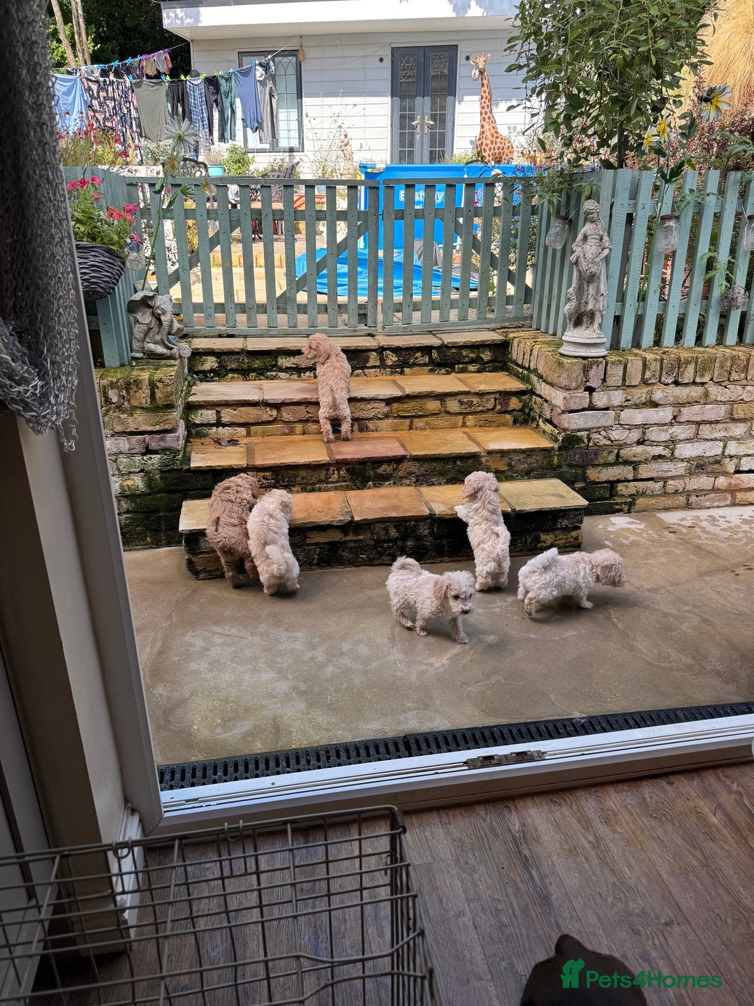 Cockapoo dogs for sale: F2b Cockapoo well handled & social  - Image 13