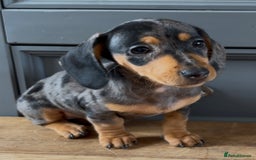 Dachshund dogs for sale: Ready Now, Male Black and Tan Dachshund  - Image 21