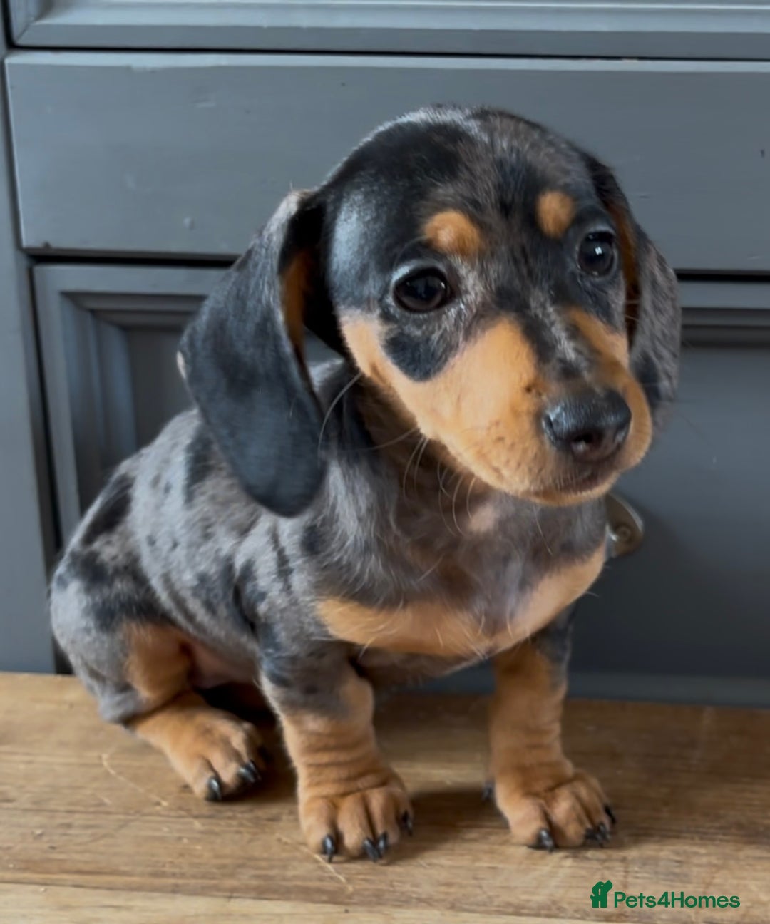Dachshund dogs for sale: Ready Now, Male Black and Tan Dachshund  - Image 21