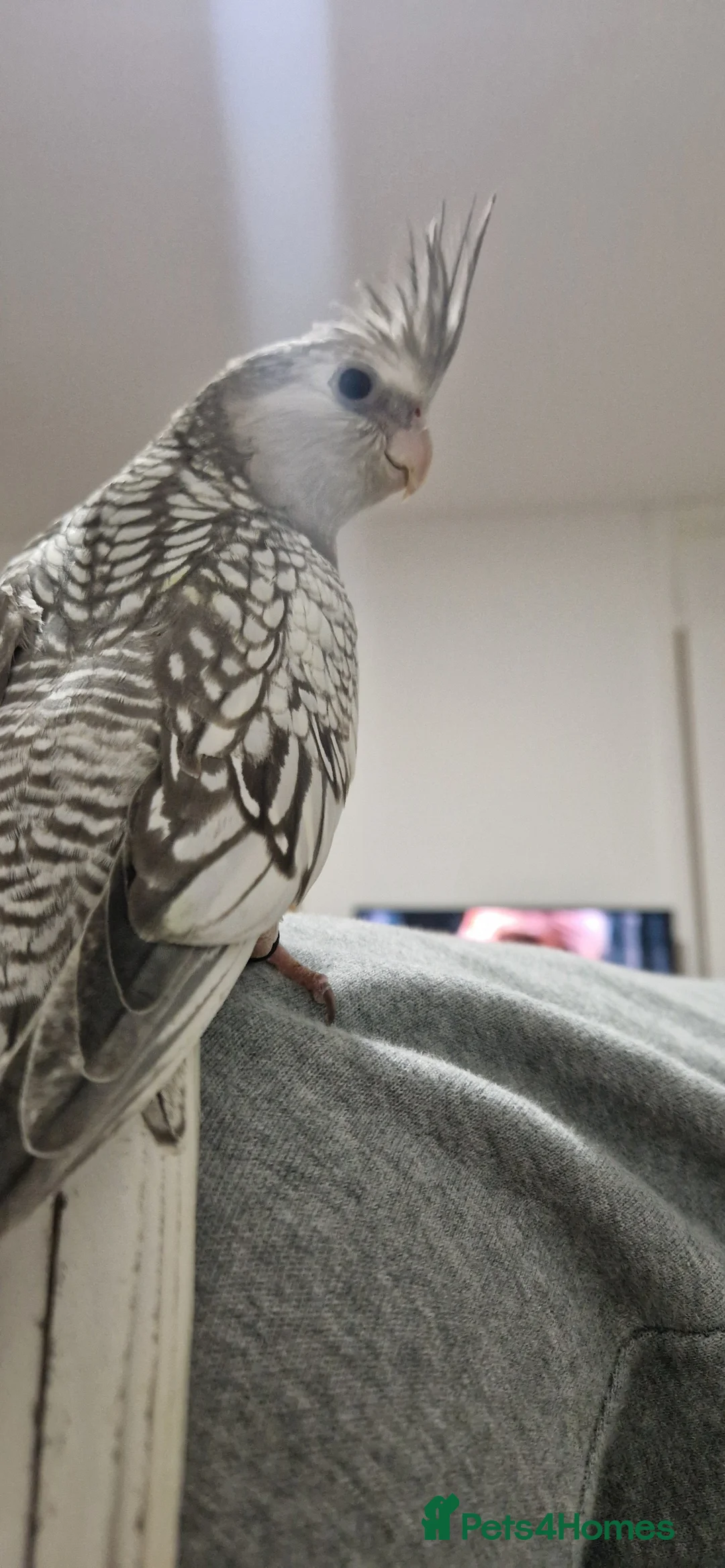 Cockatiels birds for sale: Cockatiel parrot  - Advert 2