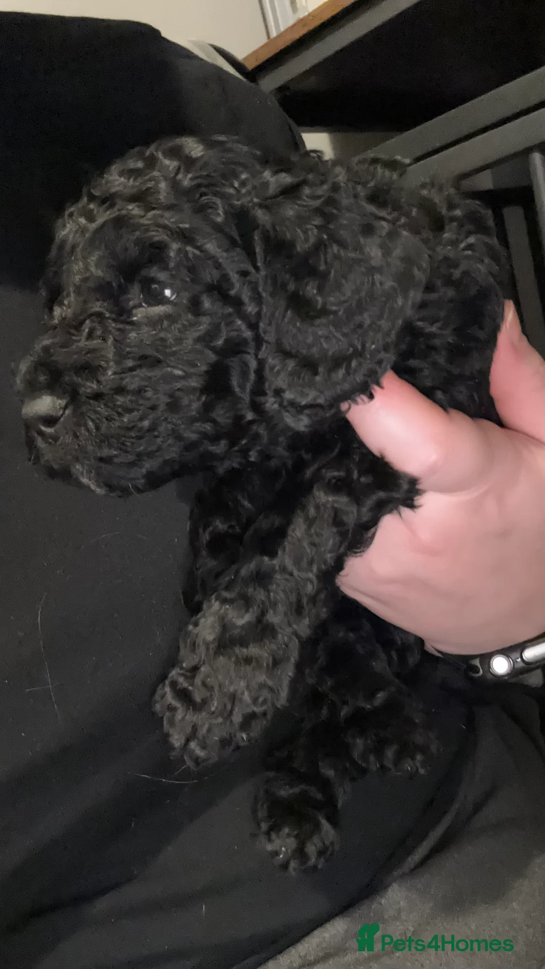 Cockapoo dogs for sale: 1 Male F1B Cockapoo looking for forever home 🐾 - Advert 5