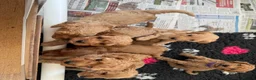 Cockapoo dogs for sale: Cockapoo (F1b) - Advert 3