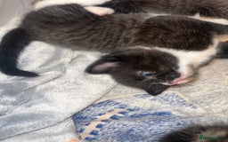Domestic Shorthair cats for sale: 3 male kittens for sale 🩷 - Image 11
