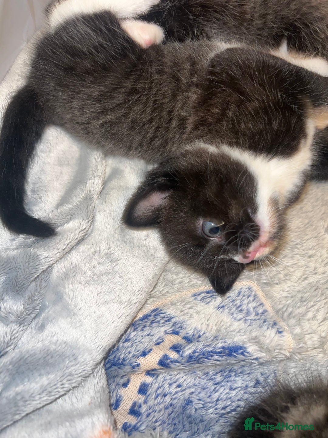 Domestic Shorthair cats for sale: 3 male kittens for sale 🩷 - Image 11
