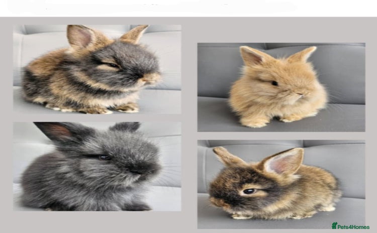 Lionhead rabbits - Advert 3