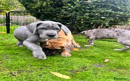 Great Dane dogs for sale: Great Dane puppy’s  - Image 5