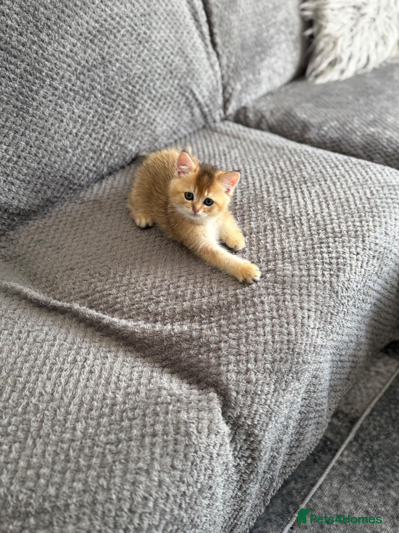 Scottish Fold cats for sale: Scottish pedigree golden kittens - Advert 4