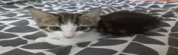 Mixed Breed cats for sale: Kitten for sale  - Advert 31