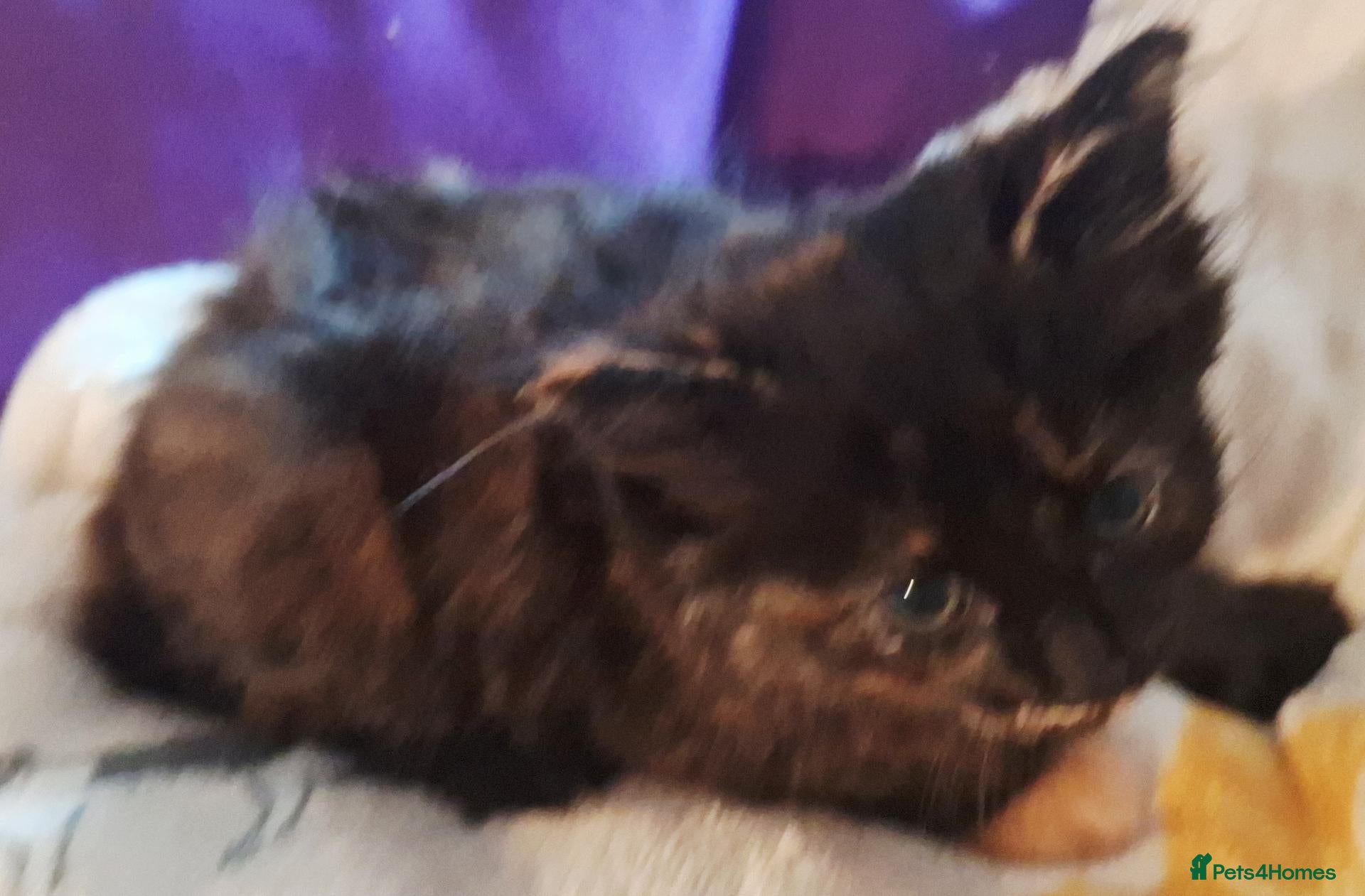 Mixed Breed cats Lovely Kittens 😻 - Advert 2