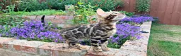 Bengal cats for sale: Bengal Kitten for Sale GCCF registered - Advert 6