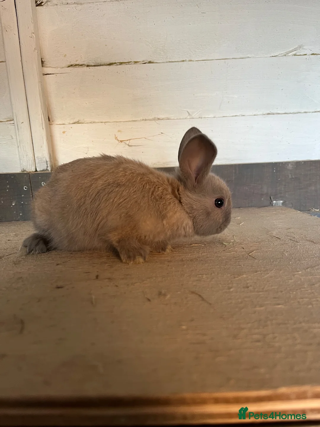 Mixed Breed rabbits for sale: Bunnies  - Advert 12