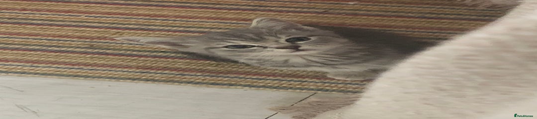 Blue tabby Shorthair 