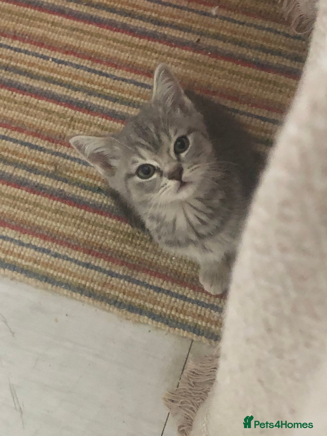 Scottish Fold cats for sale: STUNNING KITTENS FOR SALE! - Advert 9