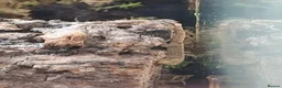 Gecko reptiles for sale: Baby Mourning geckos  - Advert 8