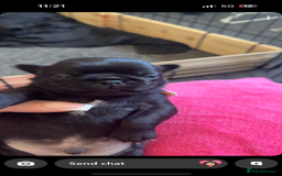 Pug dogs for sale: 7 Pug puppies  - Image 3