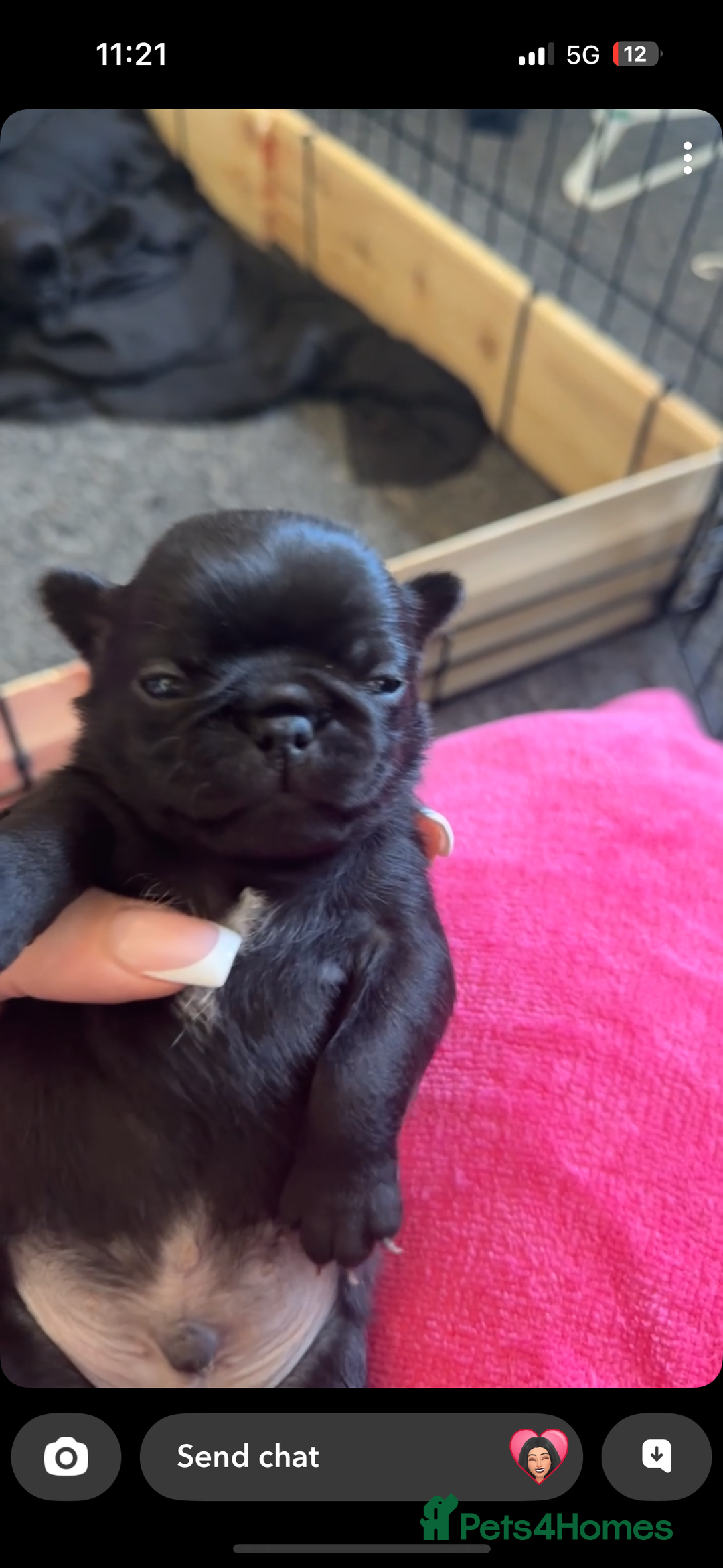 Pug dogs for sale: 7 Pug puppies  - Image 3