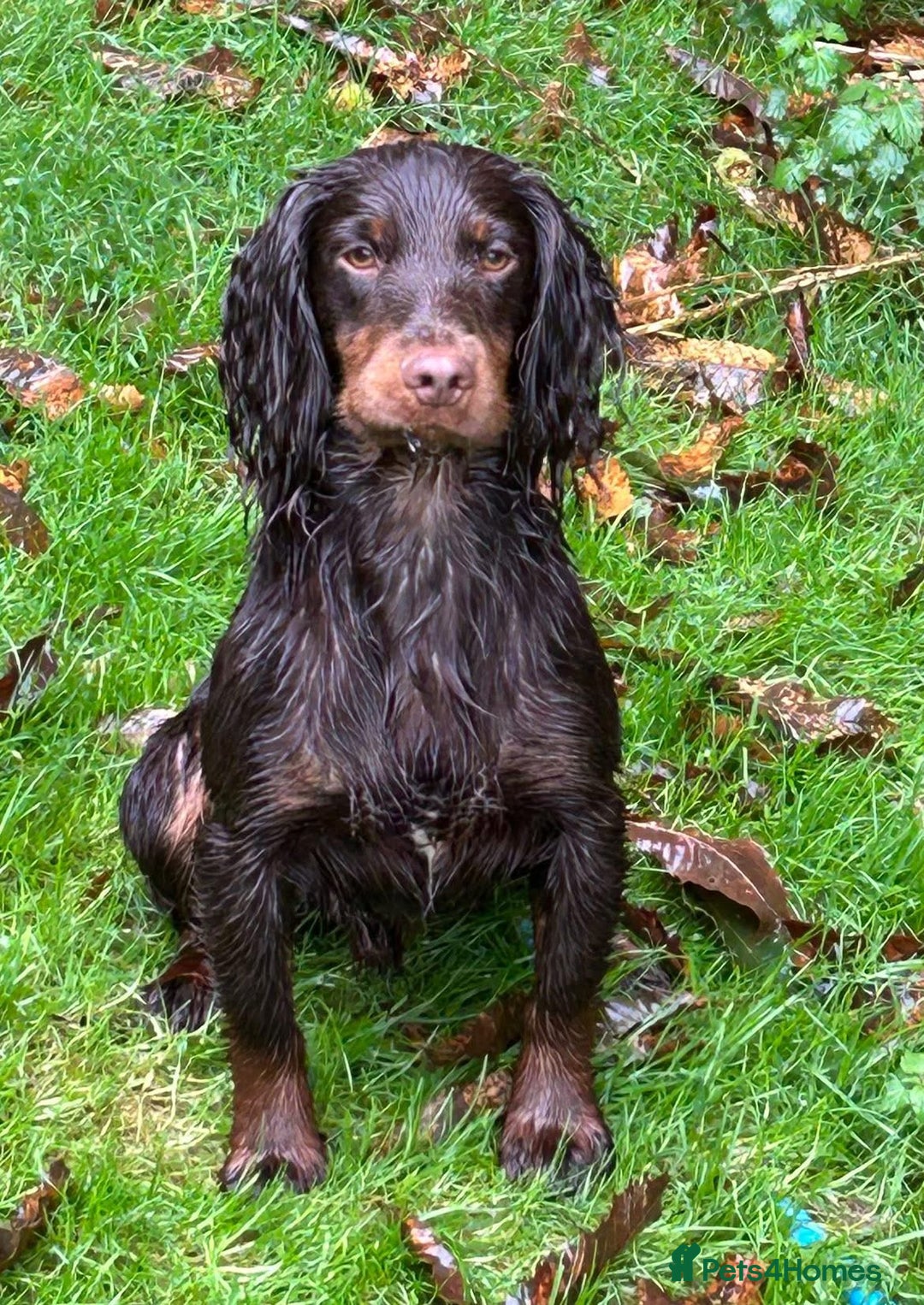 Sprocker dogs for sale: Sprocker spaniel Puppies  - Advert 3