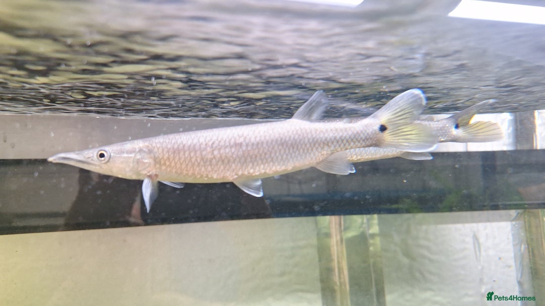 Tetras fish for sale: Rocket Gar fish Ctenolucius hujeta - Image 2