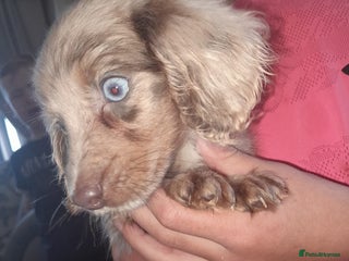 Miniature Dachshund dogs - Advert 1