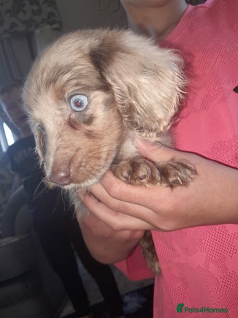 Miniature Dachshund dogs - Advert 1