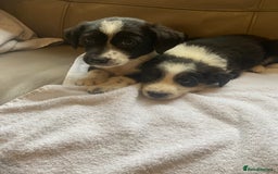 Border Collie dogs for sale: Adorable border collie puppies  - Image 5
