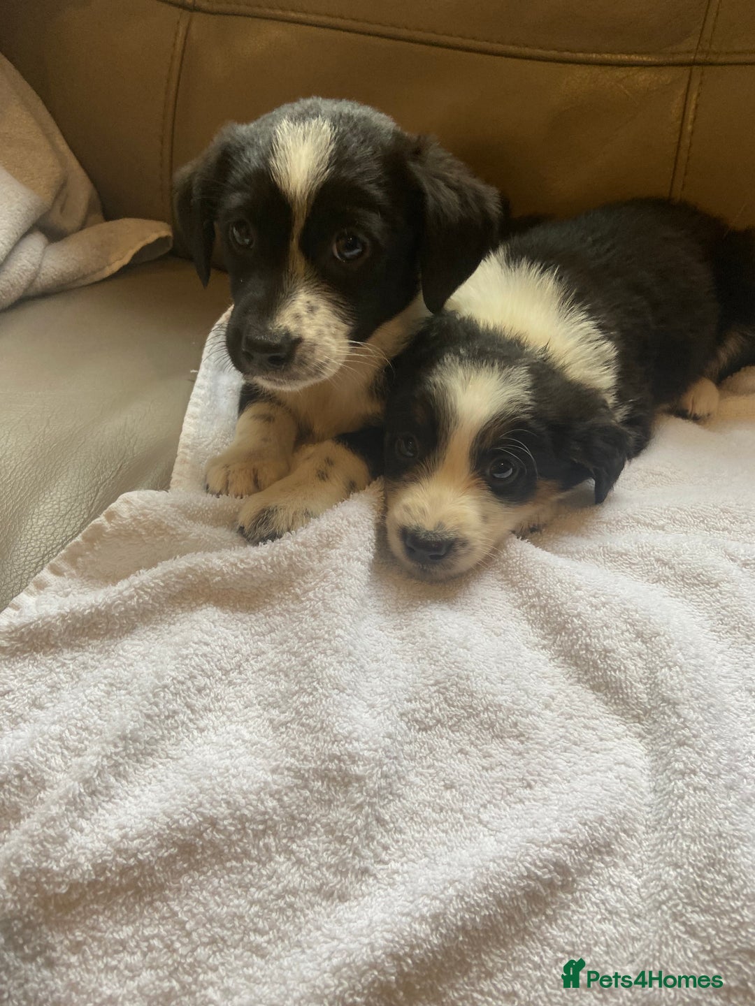Border Collie dogs for sale: Adorable border collie puppies  - Image 5