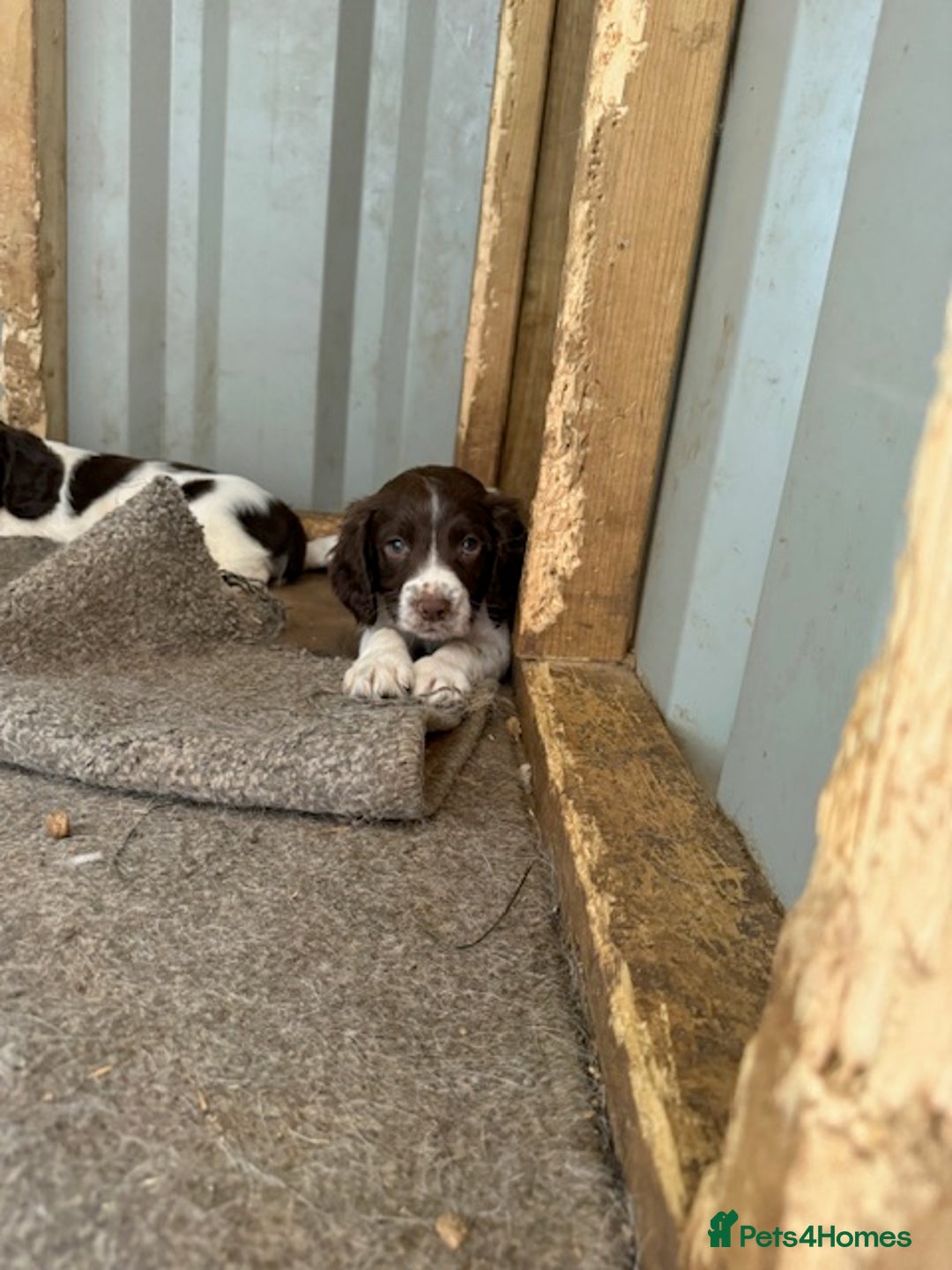 English Springer Spaniel dogs for sale: Beautiful pedigree springer spaniels  - Image 6