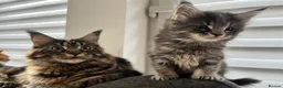 Maine Coon cats for sale: Maine coon kittens looking for homes forever  in Edinburgh - Advert 21