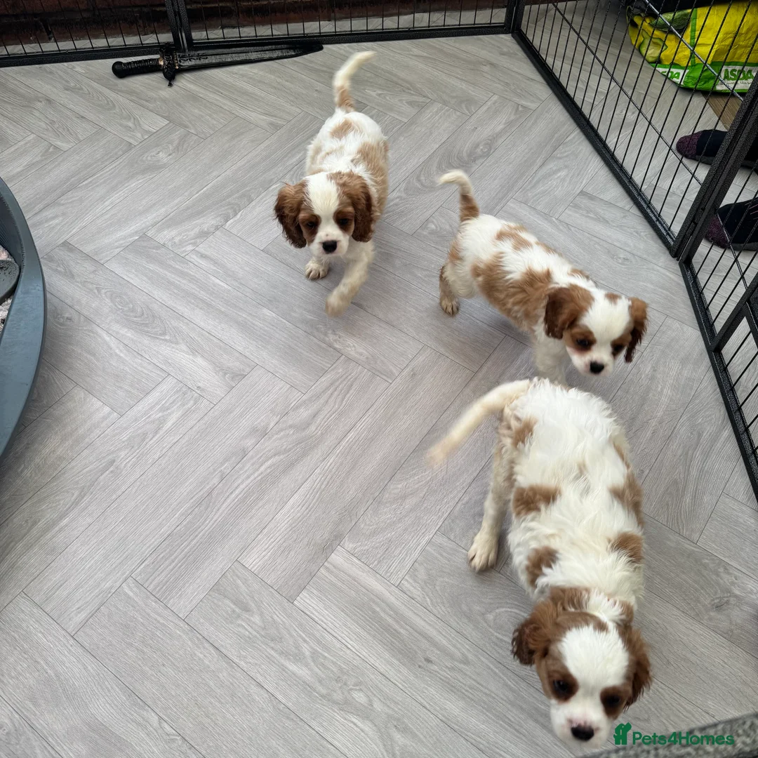 Cavalier King Charles Spaniel dogs for sale: Stunning cavalier King Charles puppies  - Advert 11