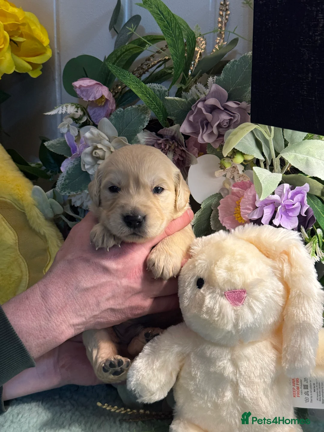 Golden Retriever dogs for sale: 9 gorgeous kc reg golden retriever puppies  - Advert 11