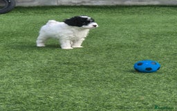 Maltipoo dogs for sale: Maltipoo puppies ready now  - Image 2