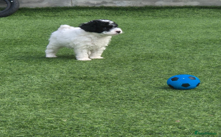 Maltipoo dogs - Advert 3