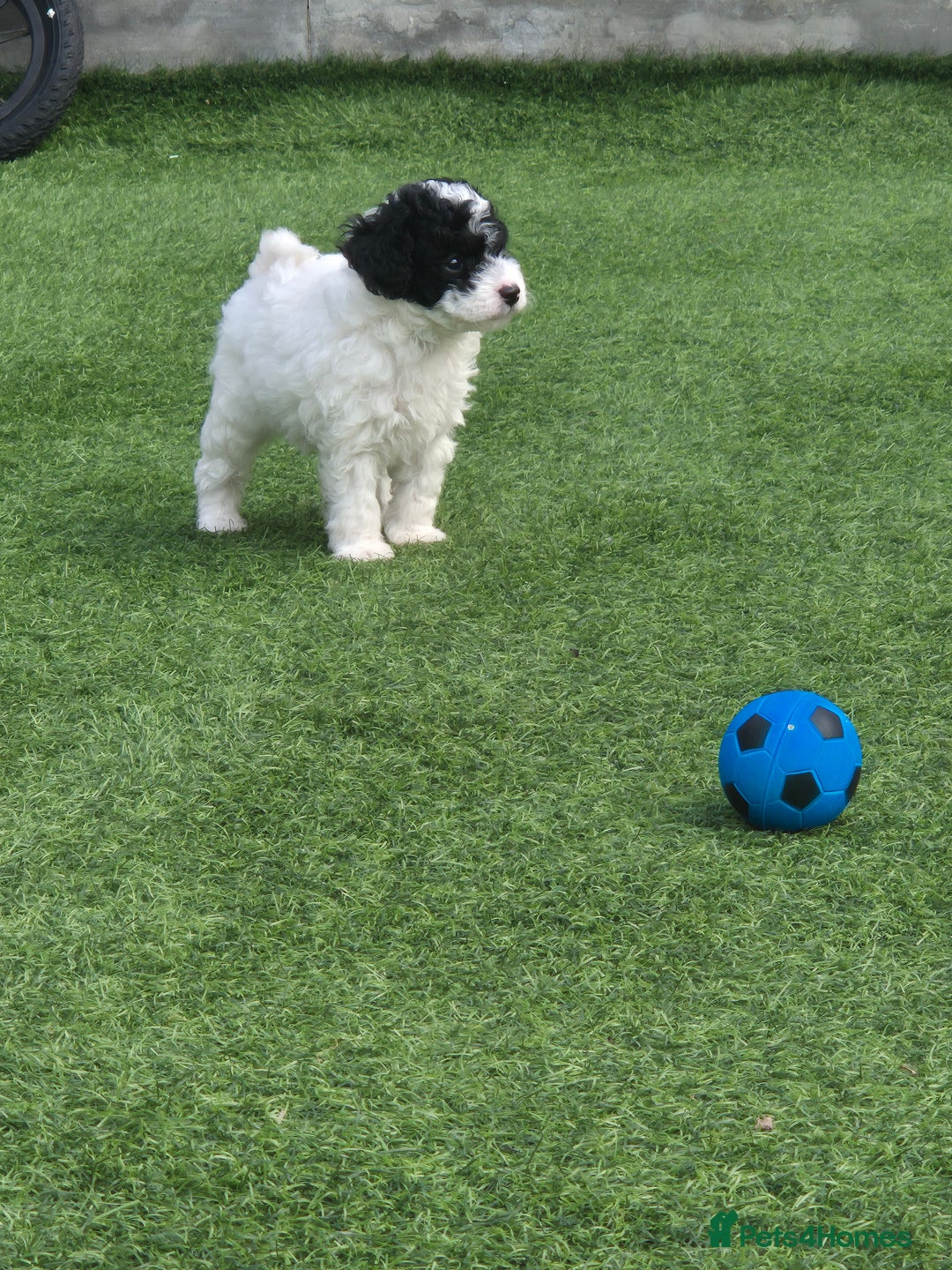 Maltipoo dogs for sale: Maltipoo puppies ready now  - Image 2