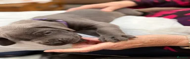 Great Dane Puppy Purple RESERVED