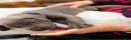 Great Dane dogs for sale: Ready to go! Blue Great Danes - 2 Girls Remaining! - Advert 34