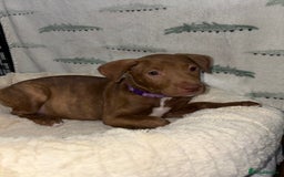 Mixed Breed dogs for sale: 6 Beautiful Fur Babies - Image 17