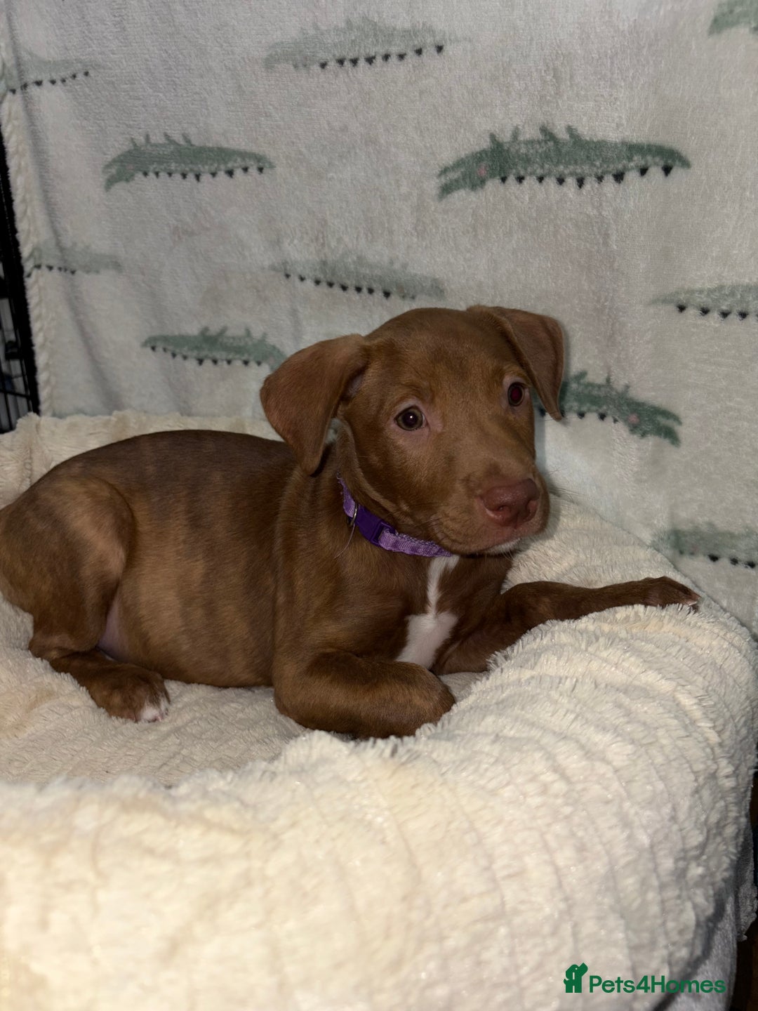 Mixed Breed dogs for sale: 6 Beautiful Fur Babies - Image 17