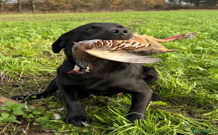 Labrador Retriever dogs - Advert 1