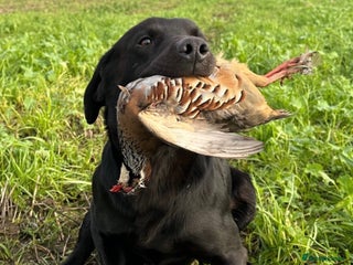 Labrador Retriever dogs - Advert 26