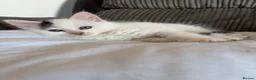 Mixed Breed cats for sale: Male kitten - Advert 5
