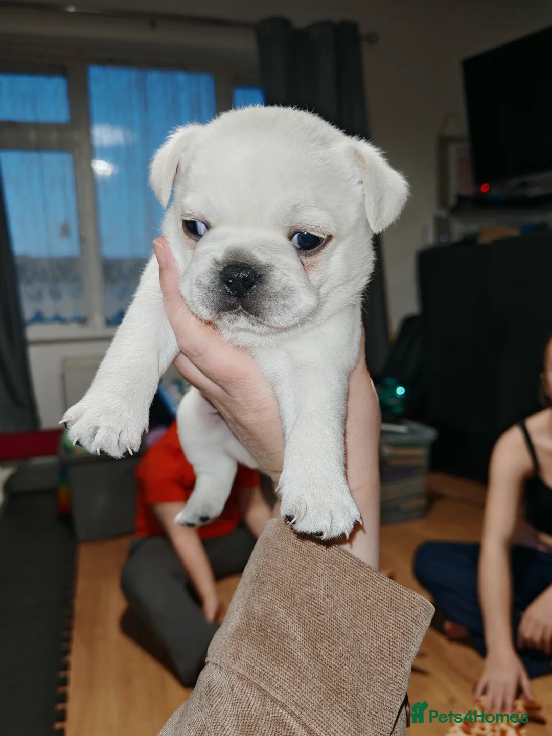 Frug dogs for sale: Frug puppies  - Advert 19