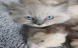 Ragdoll cats for sale: precious blue eye Ragdolls.  - Image 7