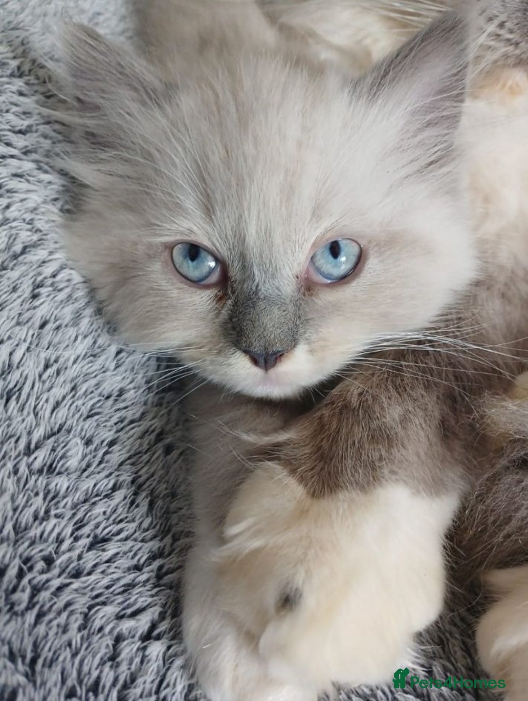 Ragdoll cats for sale: precious blue eye Ragdolls.  - Image 7