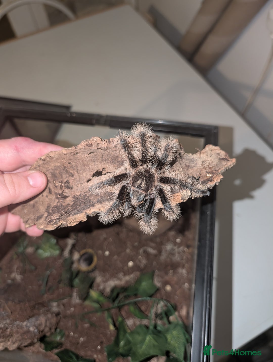 Tarantulas invertebrates for sale: Female Sub-adult Tliltocatl albopilosus - Advert 1