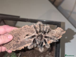 Tarantulas invertebrates Female Sub-adult Tliltocatl albopilosus - Advert 17