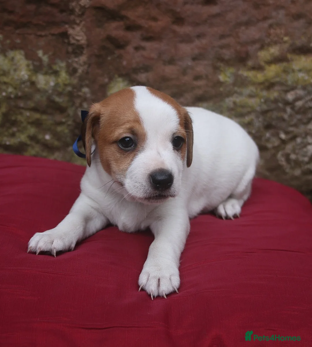 Jack Russell dogs for sale: Jack Russell puppies  - Advert 5